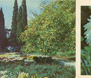 Exposition of chrysanthemums in the Upper Park. Nikita Botanical Garden, 1986