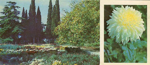 Экспозиция хризантем в Верхнем парке. Никитский ботанический сад, 1986 год