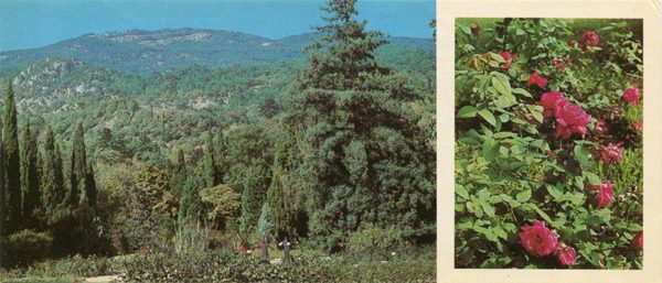 Уголки выставочного розария в Верхнем парке. Никитский ботанический сад, 1986 год