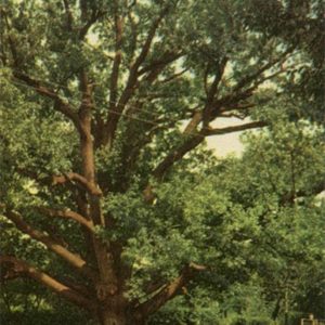 300 year old oak tree on Khortitsa. Zaporozhye, 1969