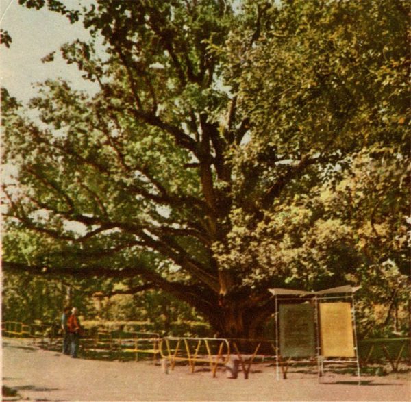 Козацкий дуб. Верхняя Хортица. Запарожье, 1968 год