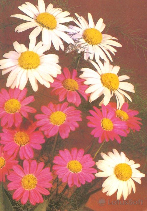 Композииция из цветов, 1984 год
