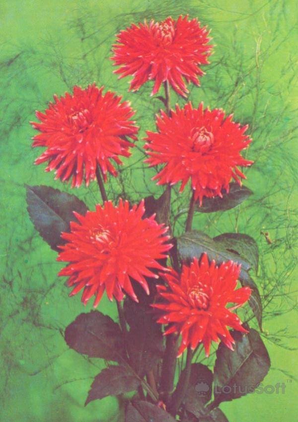 Композииция из цветов, 1985 год