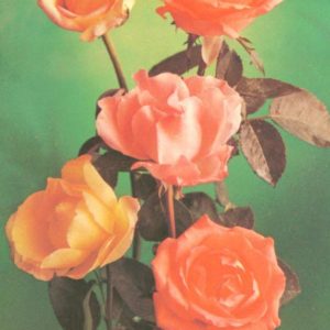 Композииция из цветов, 1982 год