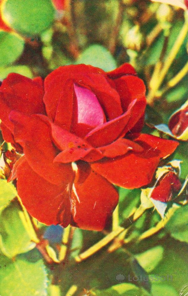Red Rose, 1974