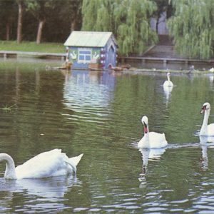 Swan Lake, Astrakhan, 1982
