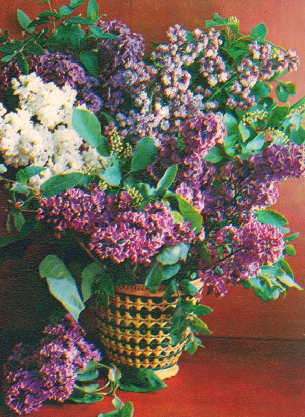 Lilac, 1984