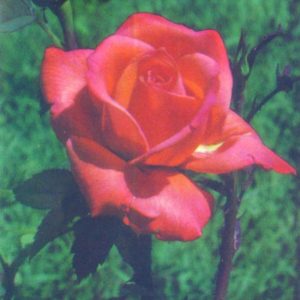 Rose, 1985