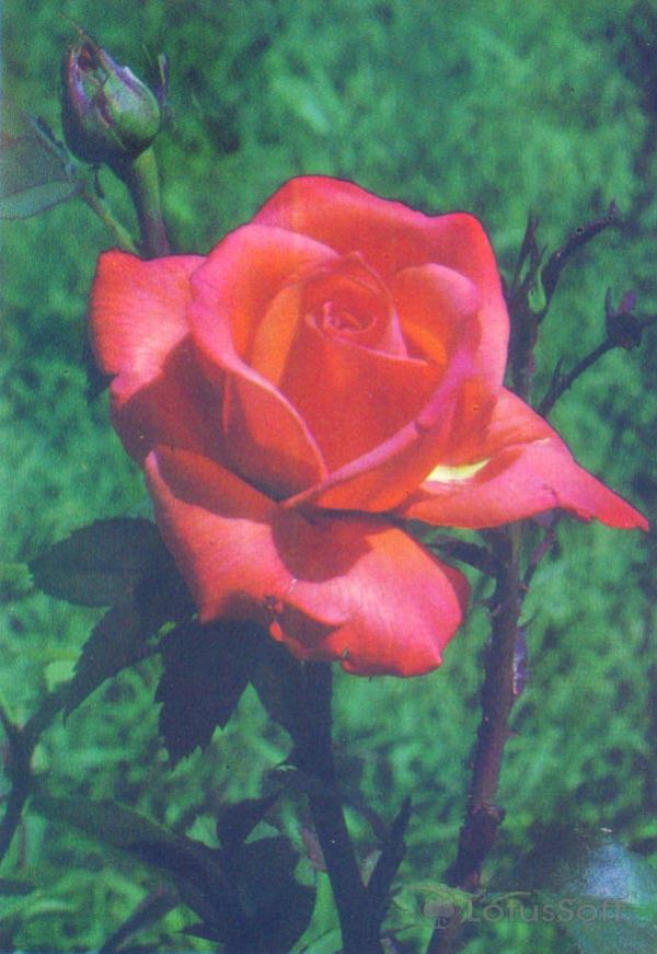 Роза, 1985 год