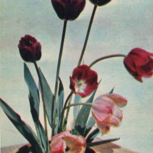 Тюльпаны, 1970 год