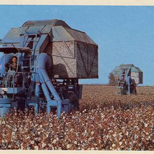 In the cotton fields for Tajikistan, 1974
