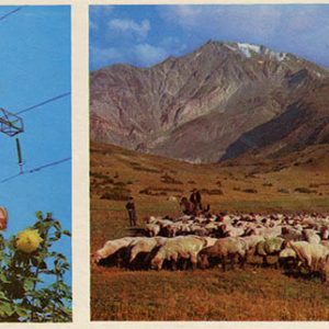 Grazing yaks in the Eastern Pamirs, for Tajikistan in 1974
