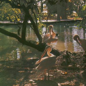 В парке, Гагра, 1983 год